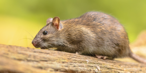 Casos de Hantavirus muy cerquita de nosotros